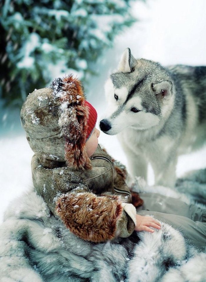 Новогодний волк