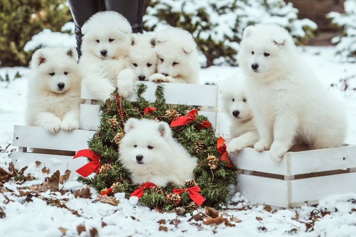 Собака хаски самоед