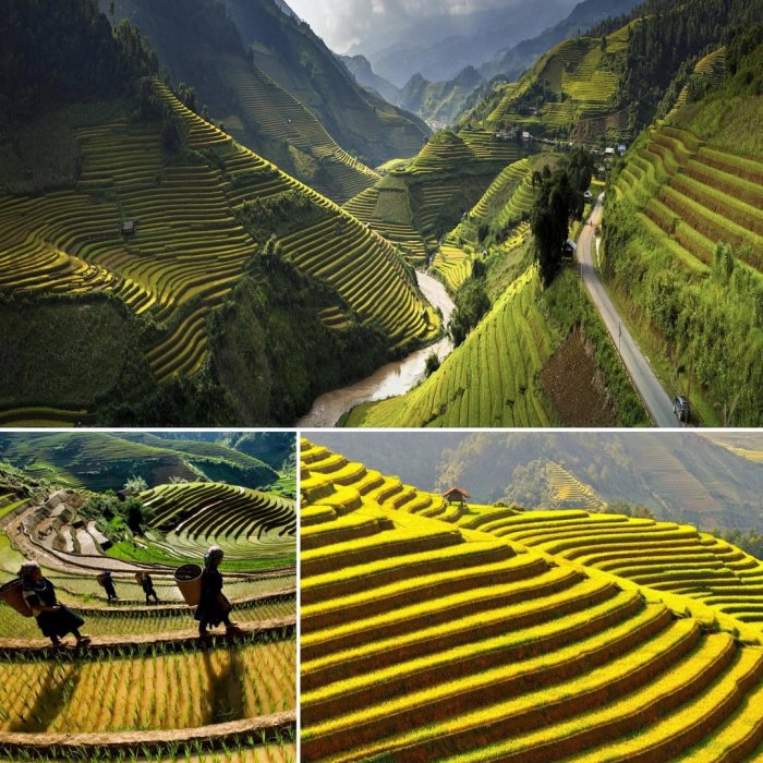 Рисовые плантации Бали