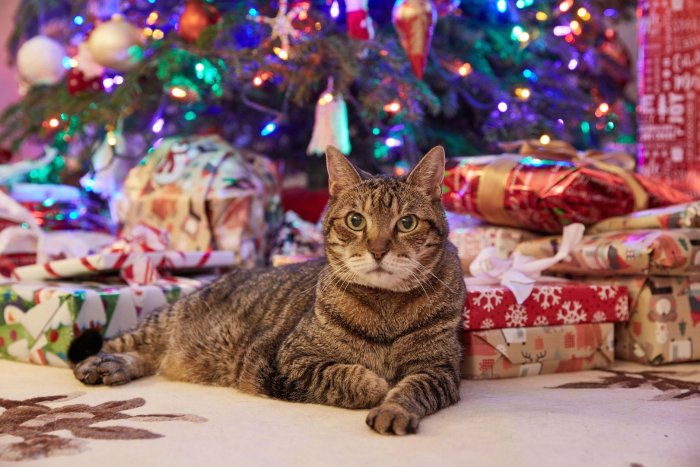 Новогодние коты